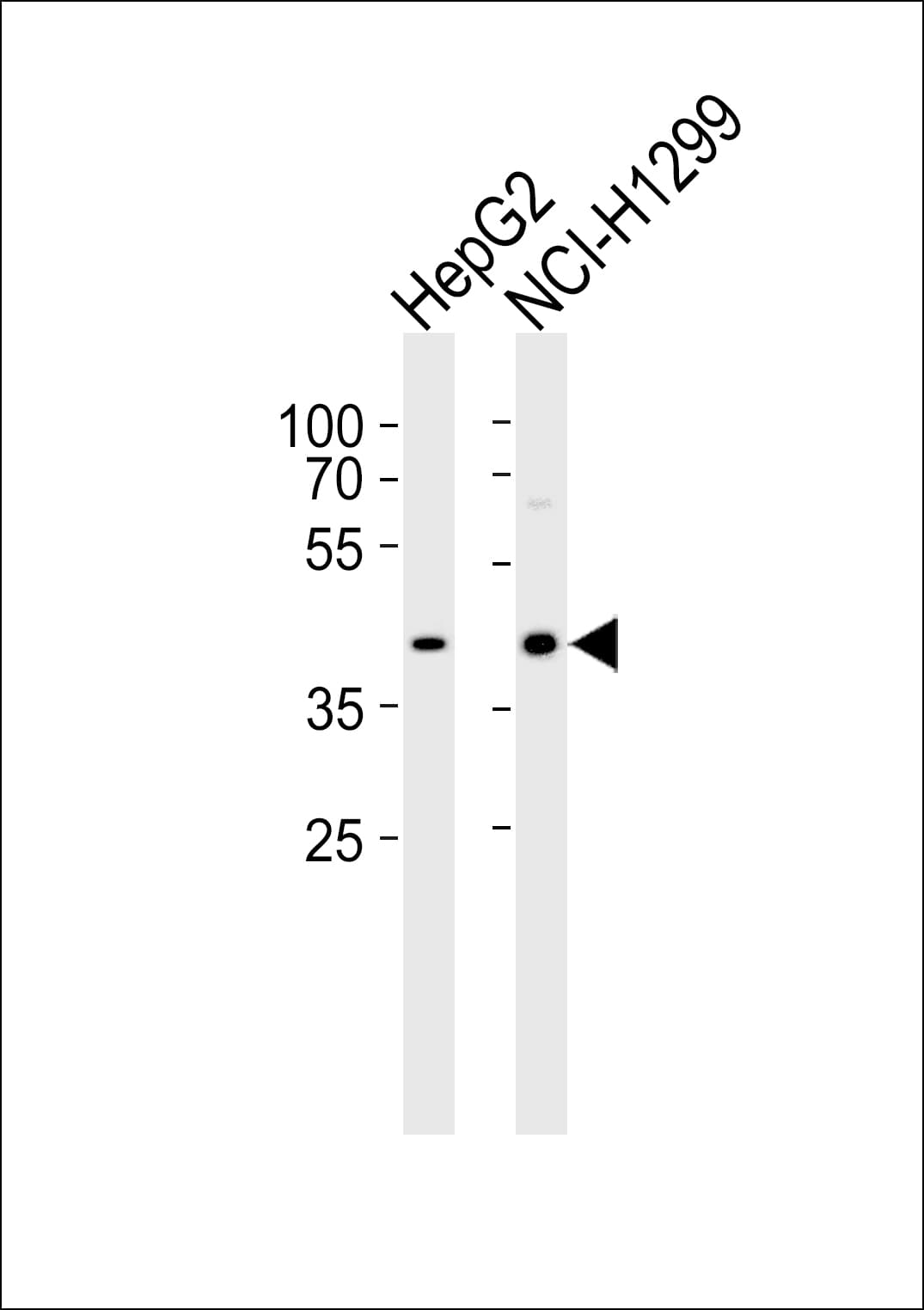 Polyclonal Rabbit anti-Human DAP3 Antibody (aa368-401, WB)