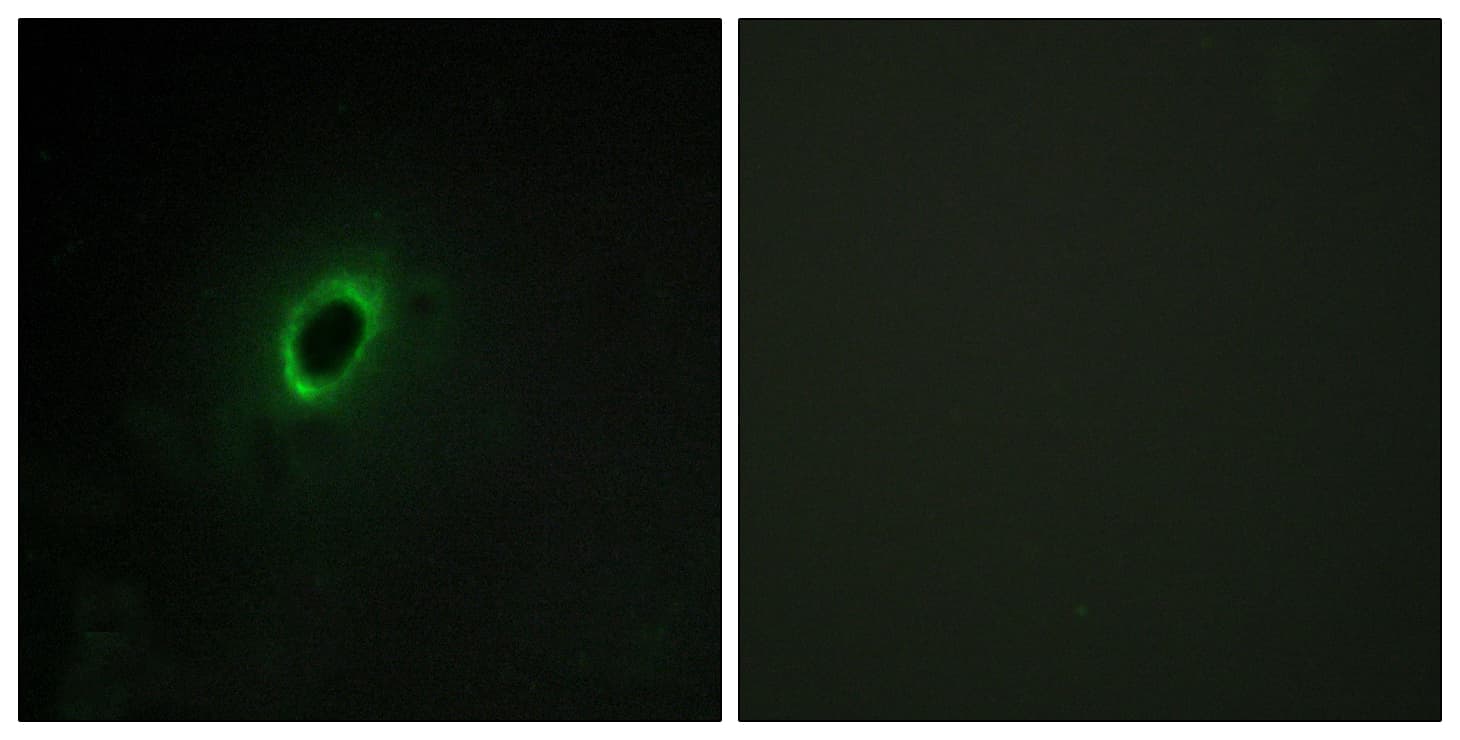 Polyclonal Rabbit anti-Human BEGAIN Antibody (aa511-560, IHC, IF)