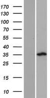 PLCXD3 Protein (Over-Expression Lysate Myc-DDK (Flag))