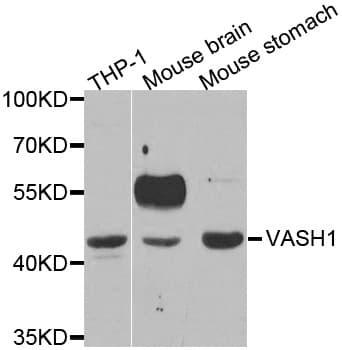 Vasohibin 1 / VASH1 Antibody