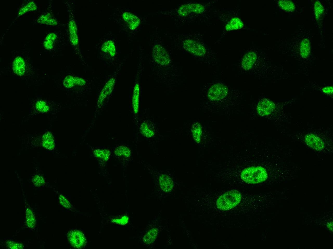 CDK7 Antibody