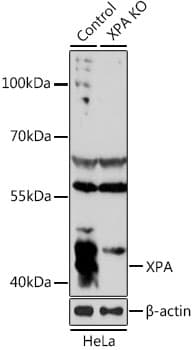 XPA Antibody