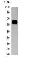 Monoclonal Mouse SRT Tag Antibody (WB)