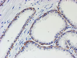 Monoclonal Mouse anti-Human MLF1 Antibody (clone OTI1B9, IHC, WB)