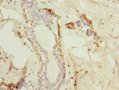 TMED2 Antibody