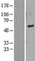LMF1 Protein (Over-Expression Lysate Myc-DDK (Flag))