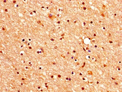 CHRM3 / M3 Antibody (aa253-492)