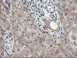 RAB30 Antibody (clone OTI1D3, Carrier-free)