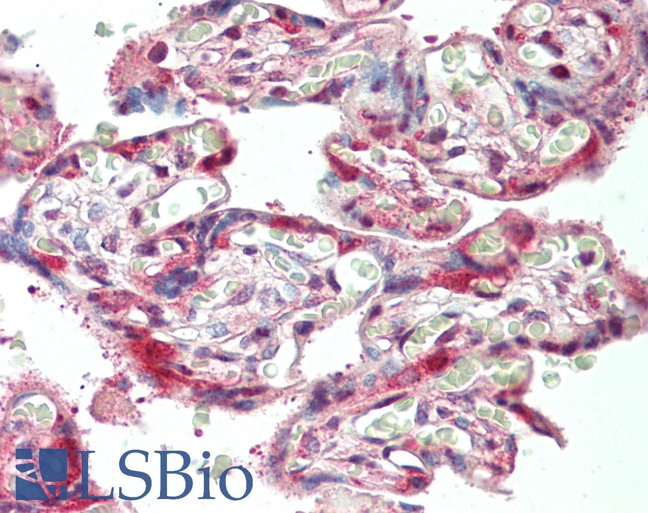 IHC-plus™ Laminin Antibody