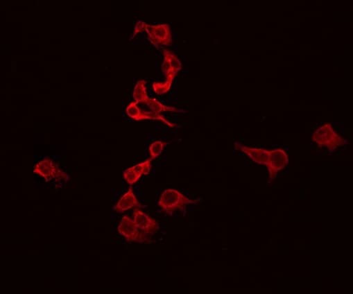 EFNB3 / Ephrin B3 Antibody