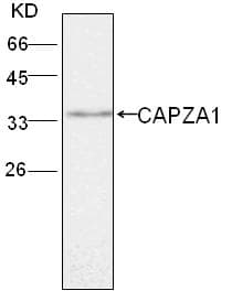 Monoclonal Mouse anti-Human CAPZA1 / CAPZ Alpha 1 Antibody (WB)