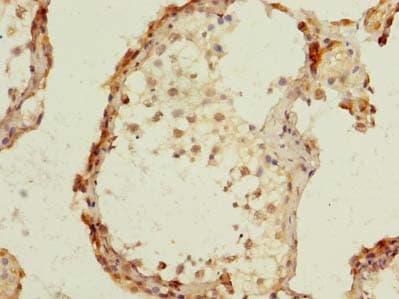 GPR75 Antibody (aa372-540)