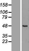 RUSC1 Protein (Over-Expression Lysate Myc-DDK (Flag))