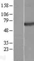 PLXNA4 / Plexin A4 Protein (Over-Expression Lysate Myc-DDK (Flag))