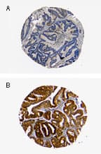BID Antibody