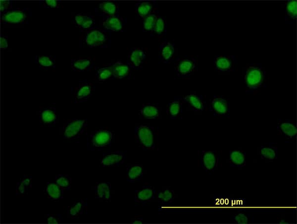 ZNF207 Antibody (clone 6D7)