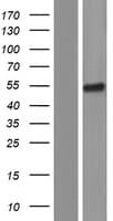 PSG4 Protein (Over-Expression Lysate Myc-DDK (Flag))