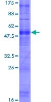 Human OR1N1 Protein (Recombinant GST)