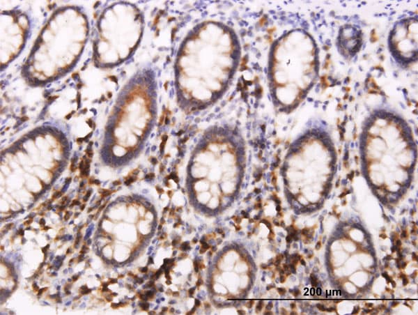 BAP29 / BCAP29 Antibody (clone 4B10)