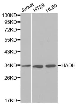 HADH Antibody