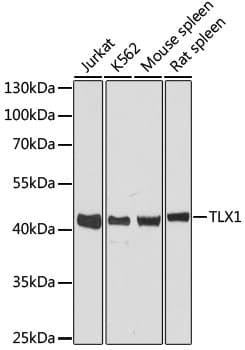 Polyclonal Rabbit anti-Human TLX1 / HOX11 Antibody (WB)