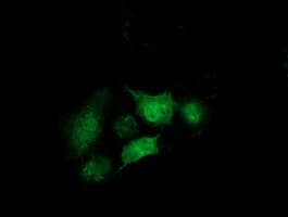 STAT5A Antibody (clone OTI6D6)