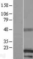 C14orf48 Protein (Over-Expression Lysate Myc-DDK (Flag))