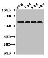 Polyclonal Rabbit anti-Escherichia coli YedQ Antibody (WB)
