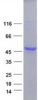 Human RPSA / Laminin Receptor Protein (Recombinant Myc-DDK (Flag))