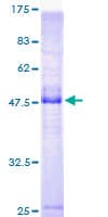 Human KCNE4 Protein (Recombinant GST)