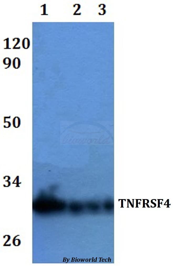 TNFRSF4 / CD134 / OX40 Antibody