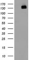 HDAC6 Antibody (clone OTI3G7)