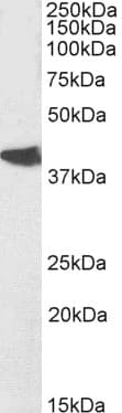 IHC-plus™ Polyclonal Goat anti-Human NODAL Antibody (aa242-253, IHC, WB)