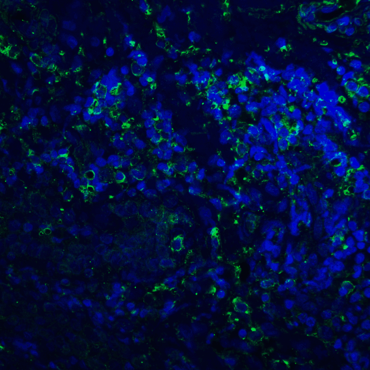 IHC-plus™ PD-L2 / PDCD1LG2 / CD273 Antibody (clone 8C12)