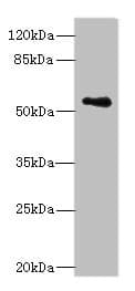 Polyclonal Rabbit anti-Human ZNF434 Antibody (WB)