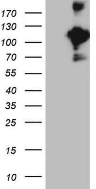CD22 Antibody (aa707-847, clone OTI1E6, Carrier-free)