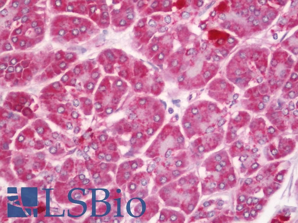 IHC-plus™ FE65L1 / APBB2 Antibody (aa475-524)
