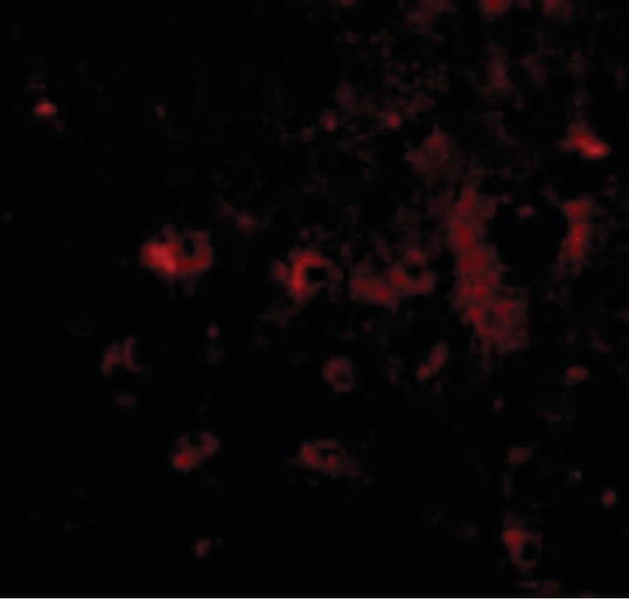 IHC-plus™ Polyclonal Rabbit anti-Human CAPS2 Antibody (IHC, IF, WB)