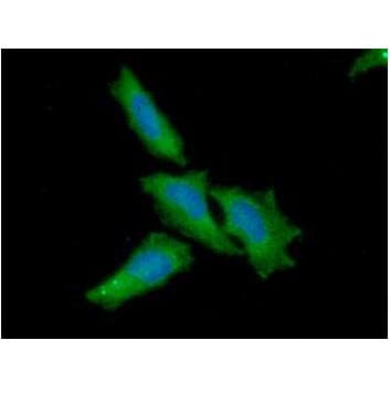 IHC-plus™ NFATC1 / NFAT2 Antibody (aa428-716, clone AT1C3)