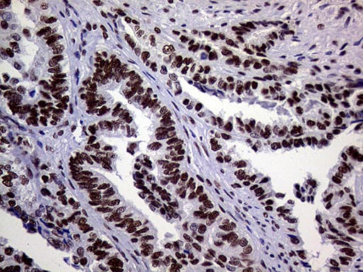 RING1 Antibody (aa88-362, clone OTI3G7)