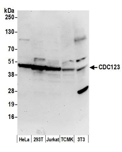 CDC123 Antibody (aa275-325)