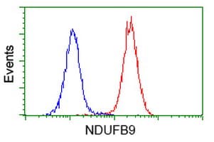 NDUFB9 Antibody (aa3-179, clone OTI8B7)