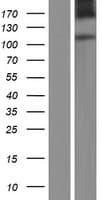 LVRN / Laeverin Protein (Over-Expression Lysate Myc-DDK (Flag))