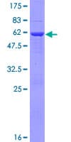 Human PYCRL Protein (Recombinant GST)