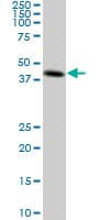 Monoclonal Mouse anti-Human CKMT1B Antibody (clone 2C8, WB)