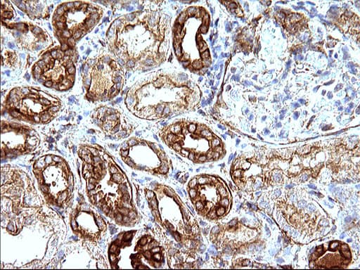 HAUS7 Antibody (clone OTI1E8)