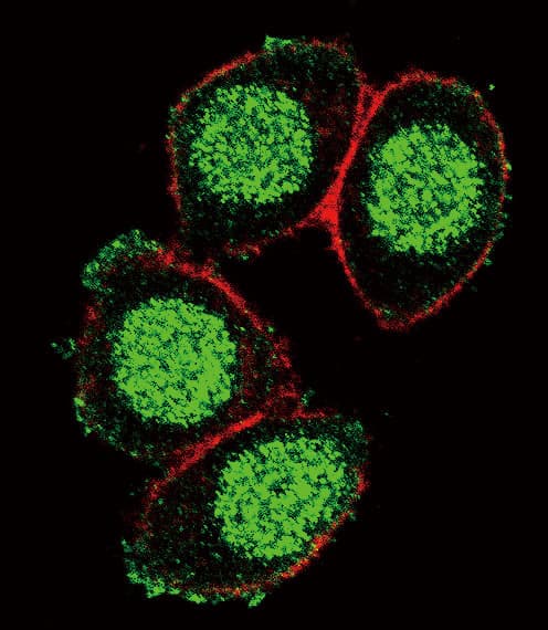 PAX6 Antibody (aa183-210)