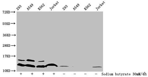 HIST1H4I Antibody
