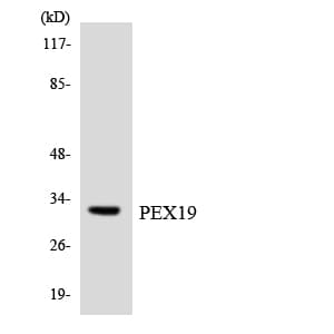 Polyclonal Rabbit anti-Human PEX19 Antibody (aa200-249, WB)