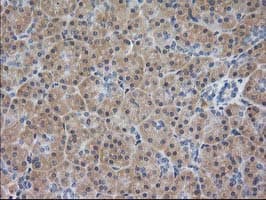 MAPRE2 / EB2 Antibody (clone OTI5F3)